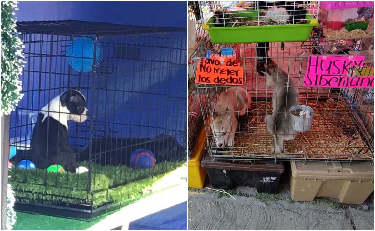 Maltrato animal en San Luis Potosí: Así puedes interponer una denuncia