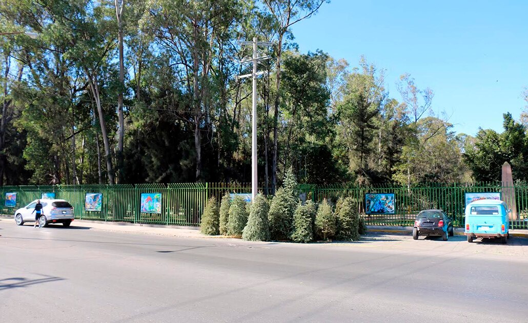 Instalarán centros de acopio de árboles navideños
