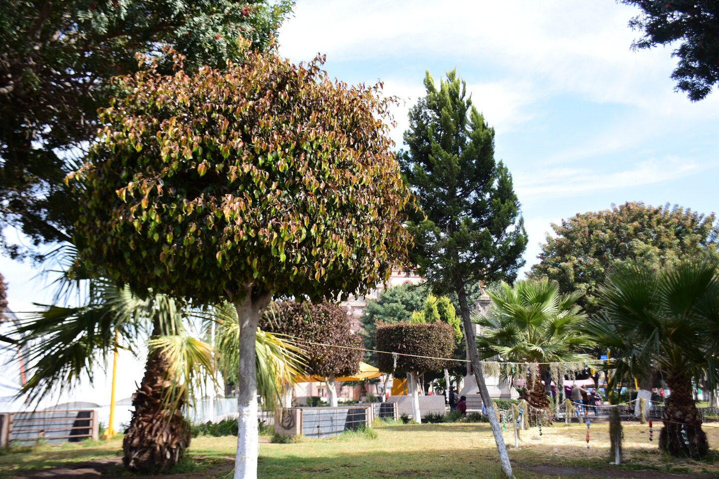 Podarán árboles en Soledad por temporada decembrina
