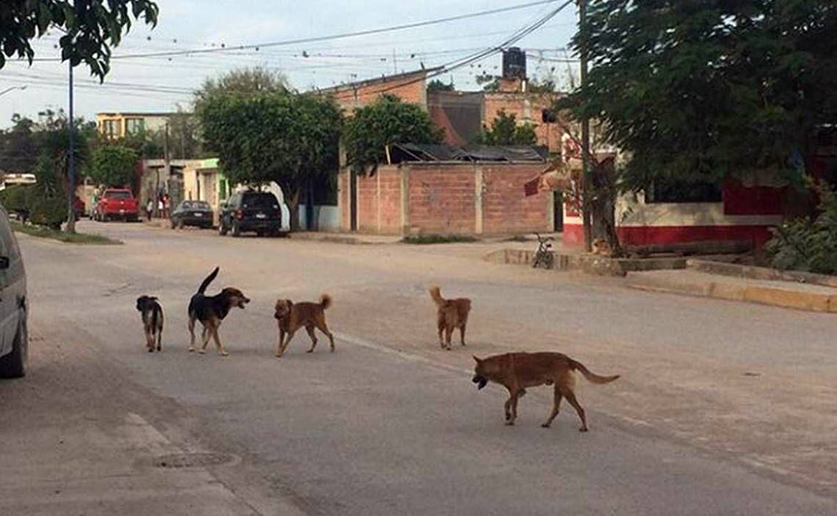Cientos de casos de maltrato y miles de abandono; la situación de las mascotas en la capital de SLP