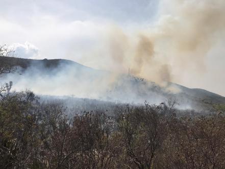 Continúan incendios forestales en Altiplano potosino