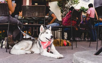 ¡No los dejes en casa! Conoce los restaurantes y cafés pet friendly en la capital de San Luis Potosí
