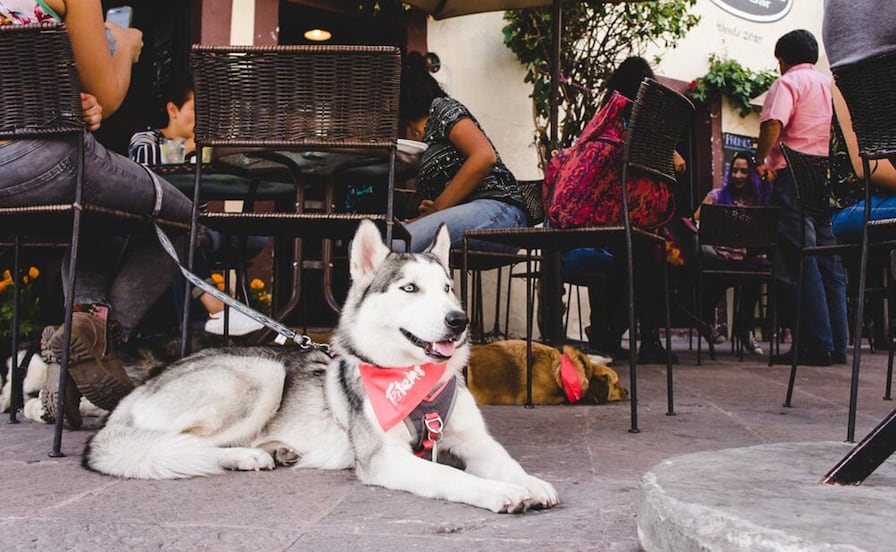 ¡No los dejes en casa! Conoce los restaurantes y cafés pet friendly en la capital de SLP
