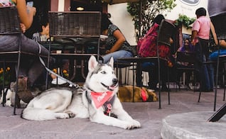 ¡No los dejes en casa! Conoce los restaurantes y cafés pet friendly en la capital de San Luis Potosí