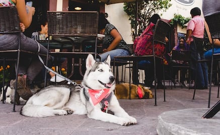 ¡No los dejes en casa! Conoce los restaurantes y cafés pet friendly en la capital de San Luis Potosí
