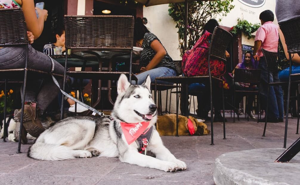 Cada vez más establecimientos de comida se suman a la tendencia pet friendly en la capital de SLP. Foto: Archivo