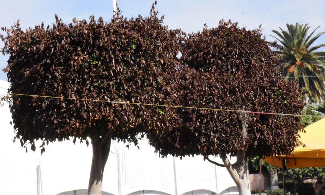 Heladas afectan árboles en el estado