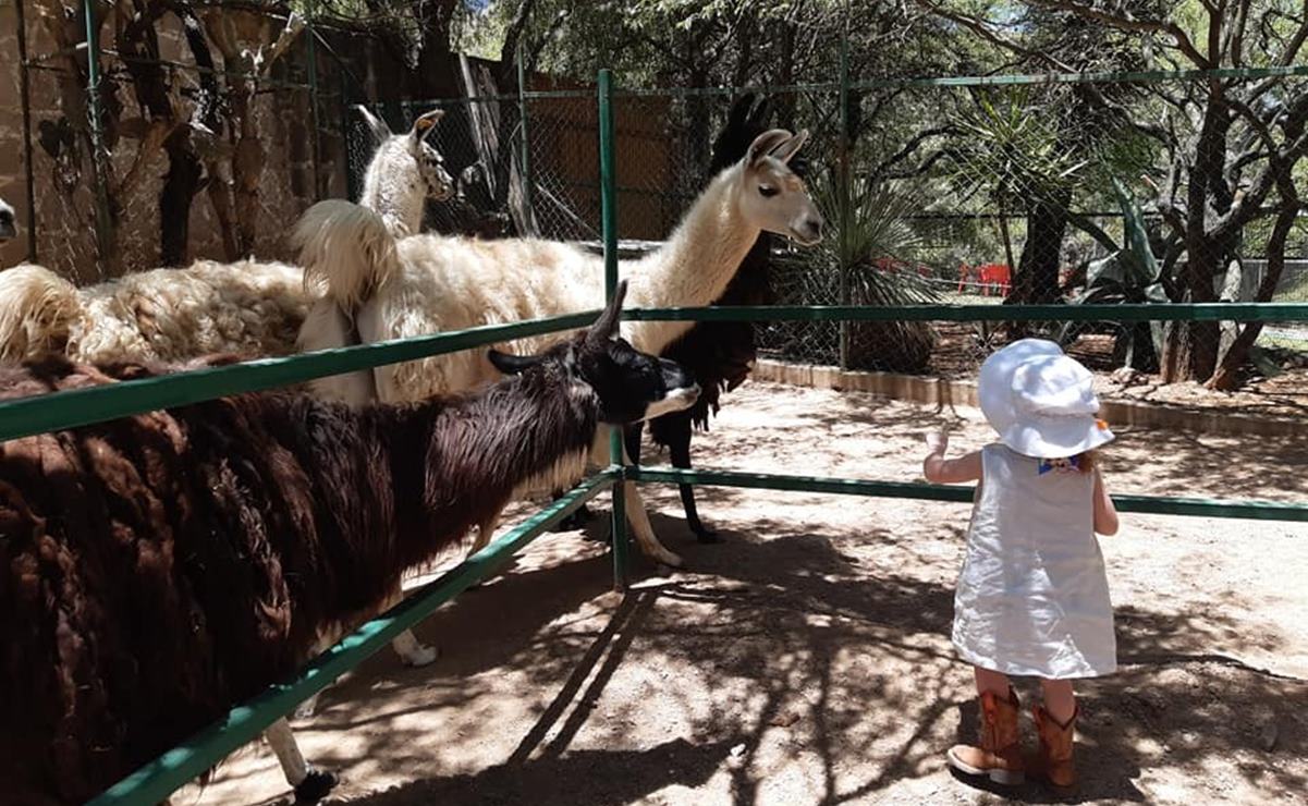 Zoológico de Mexquitic, 30 años conservando la fauna exótica y silvestre en San Luis Potosí 