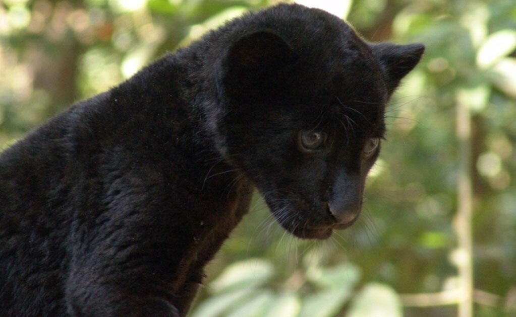 Jaguar negro, amenazado por el mercado negro en México