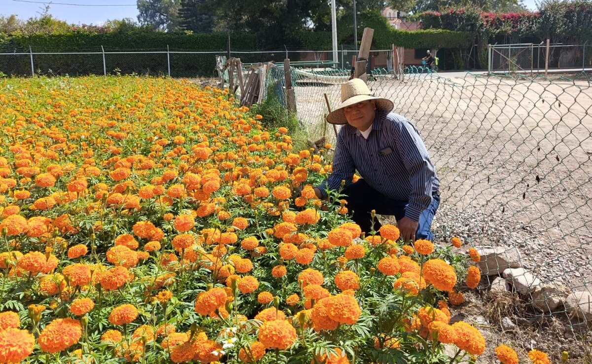 La ciencia de cultivar cempasúchil en San Luis Potosí: tradición que resiste al cambio climático 