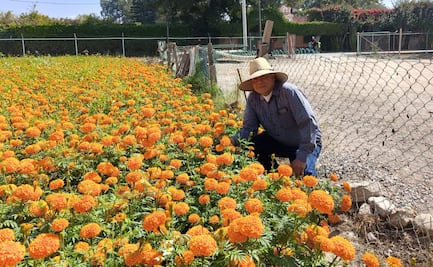 La ciencia de cultivar cempasúchil en San Luis Potosí: tradición que resiste al cambio climático
