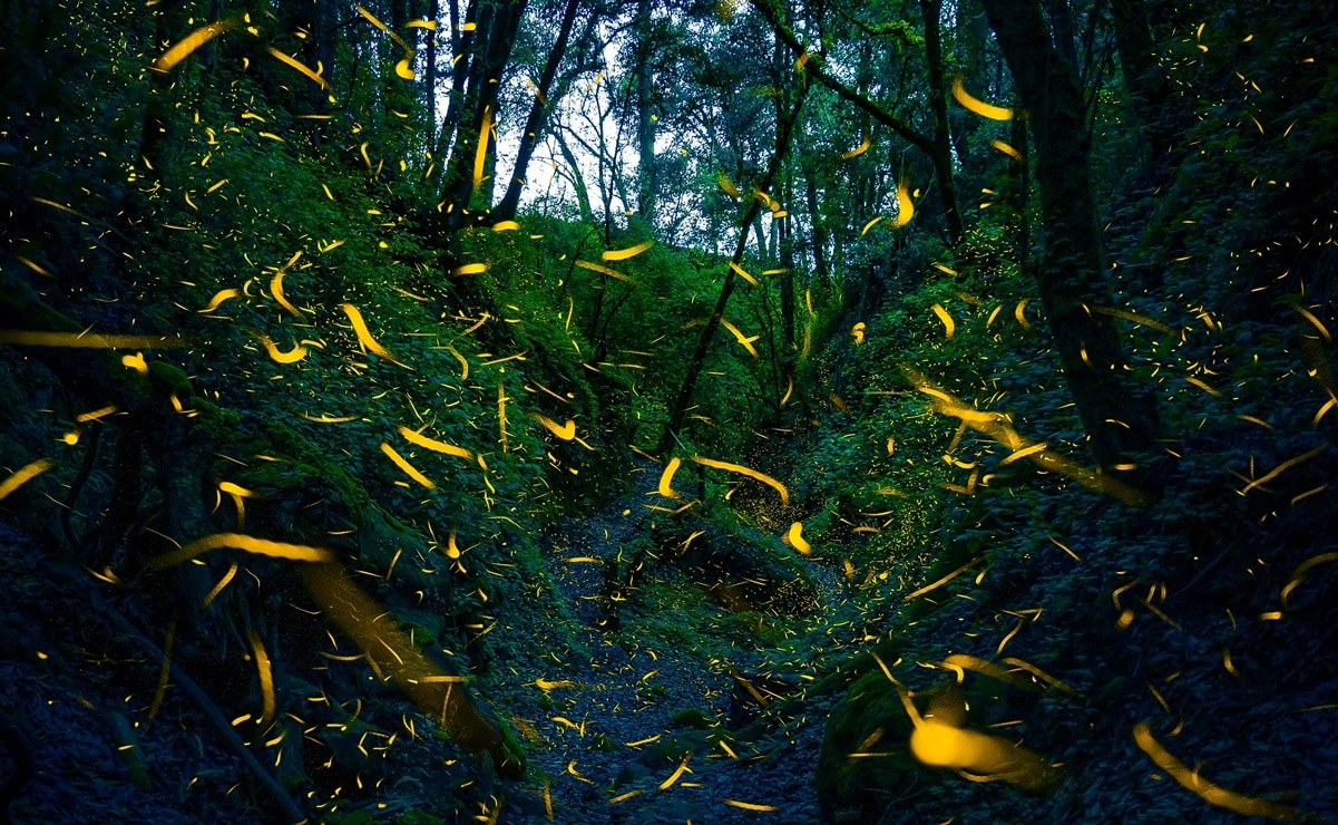 Descubre el ritual luminoso de las luciérnagas en San Martín Chalchicuautla. Foto: Pexels.