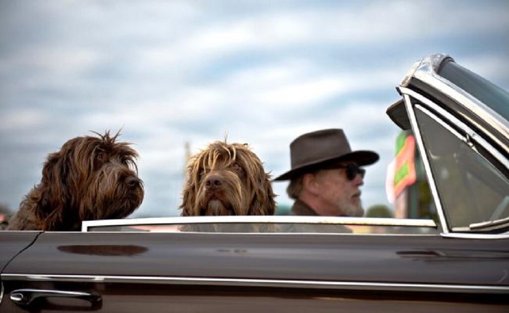 ¿Cómo viajar con tus mascotas?