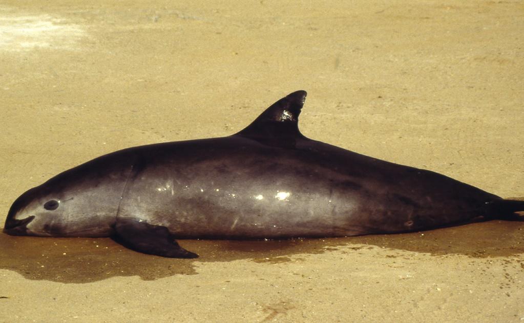 Instalan boyas para señalar zona de refugio de la vaquita marina