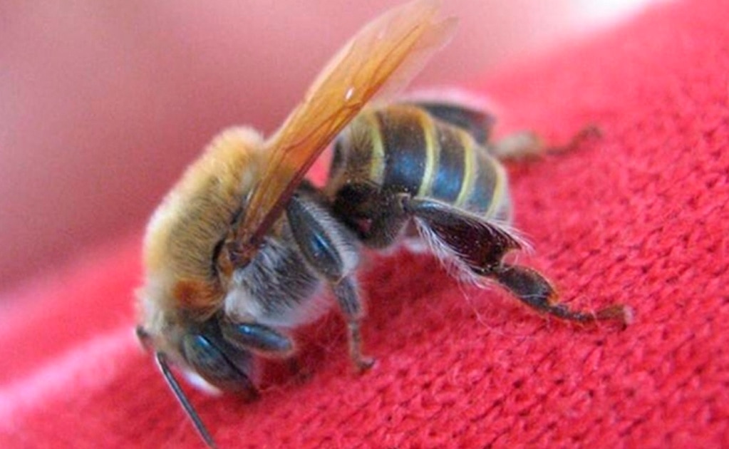 Construirán 7 centros de producción de abejas reina en Yucatán