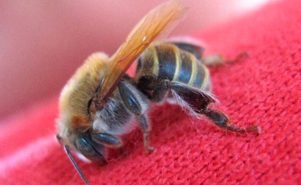 Foto: archivo/ EL UNIVERSAL