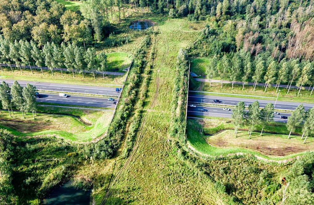 Fotografía ilustrativa de pasos de fauna que solicita Semarnat.
