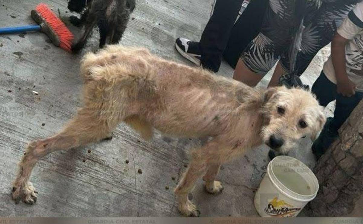 Salvan a más de 15 perros de una casa en SLP donde una mujer los tenían en condiciones críticas