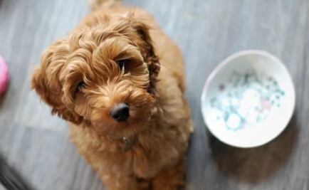 Labradoodle, la adorable raza de perro que nunca debes comprar
