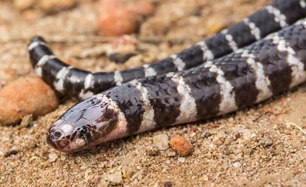 Descubren nueva especie de serpiente venenosa en Australia