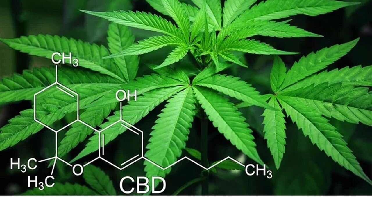 Universidad en Michigan ofrece 'licenciatura en marihuana'