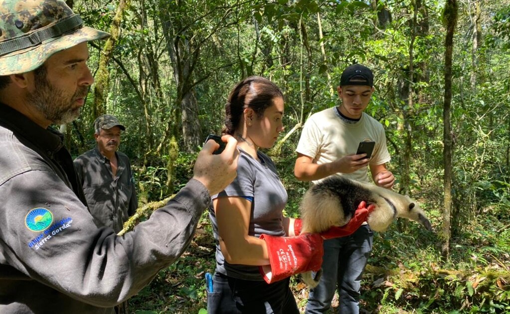 Liberan a oso hormiguero en reserva natural privada ubicada entre SLP y Querétaro