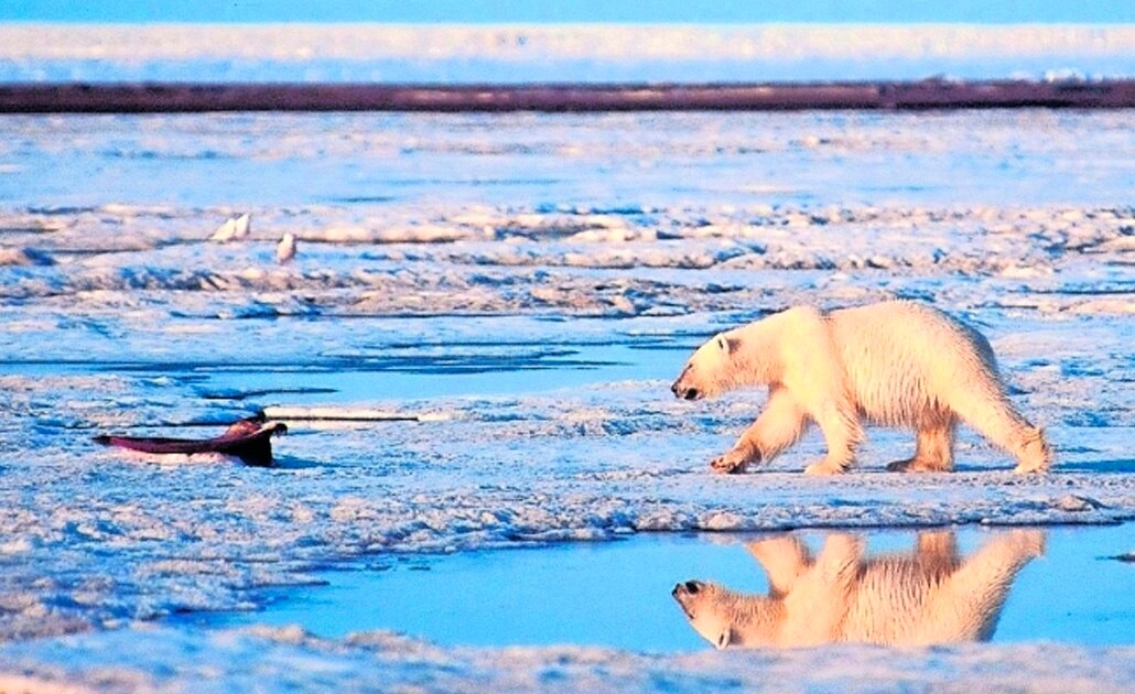Descubre Rusia 5 nuevas islas tras derretimiento de glaciares en el Ártico