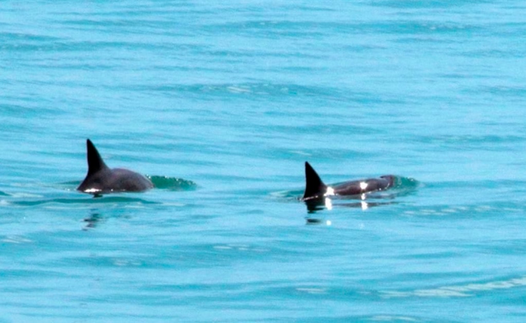 Reportan avistamiento de seis vaquitas marinas en aguas mexicanas