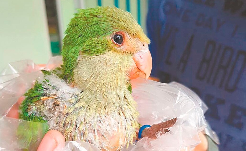 Alertan por animales mascota que pueden volverse plaga