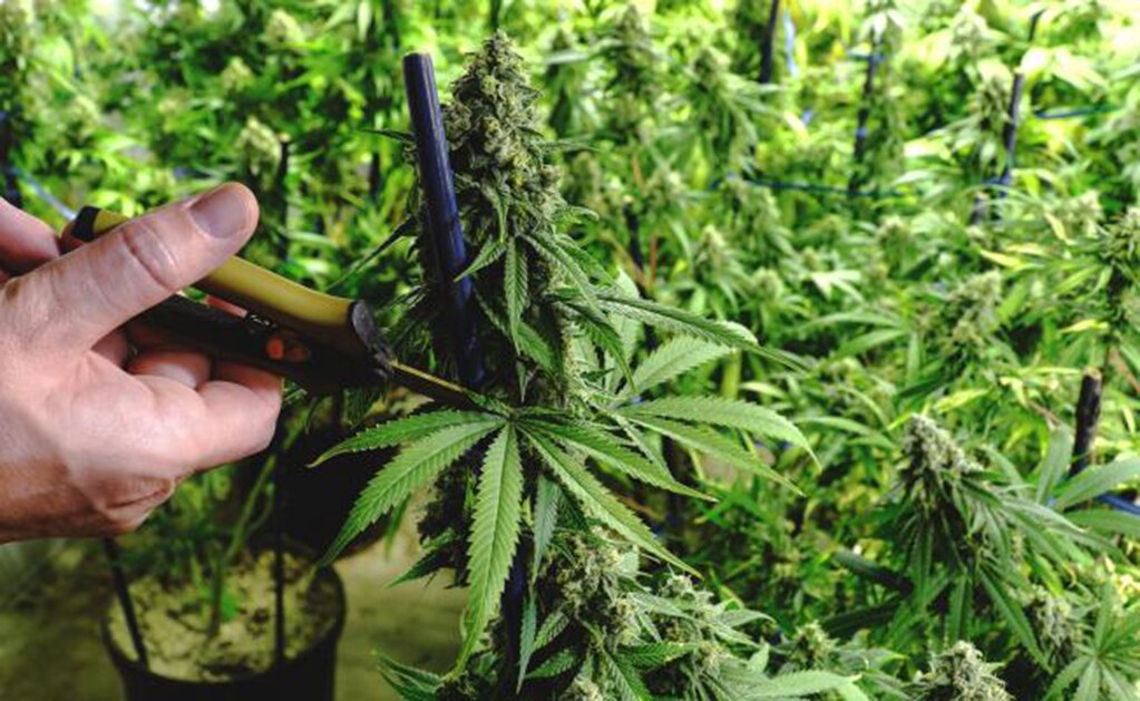 Olga Sánchez ajusta que portación de marihuana sea de hasta 30 gramos