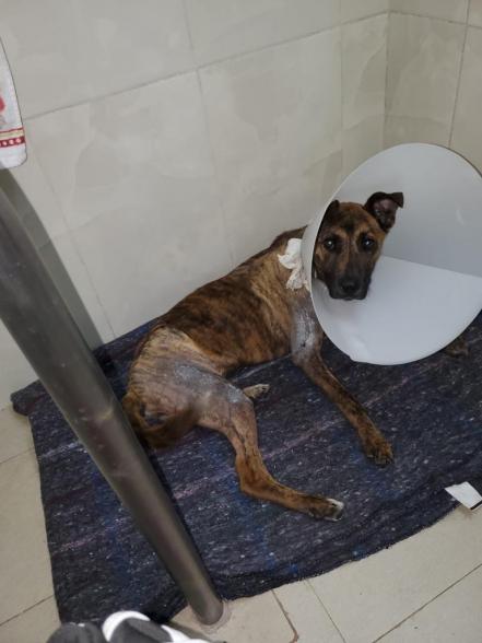 “No puedes ver a un perro en la calle y no hacer nada”: Buscan ayudar con rifa a peluditos de SLP