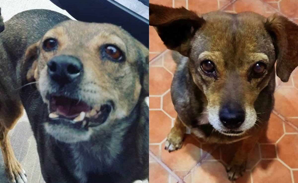 Vecinos de la colonia Rivas Guillén alzan la voz tras atropellamientos continuos de mascotas. Foto: Especial