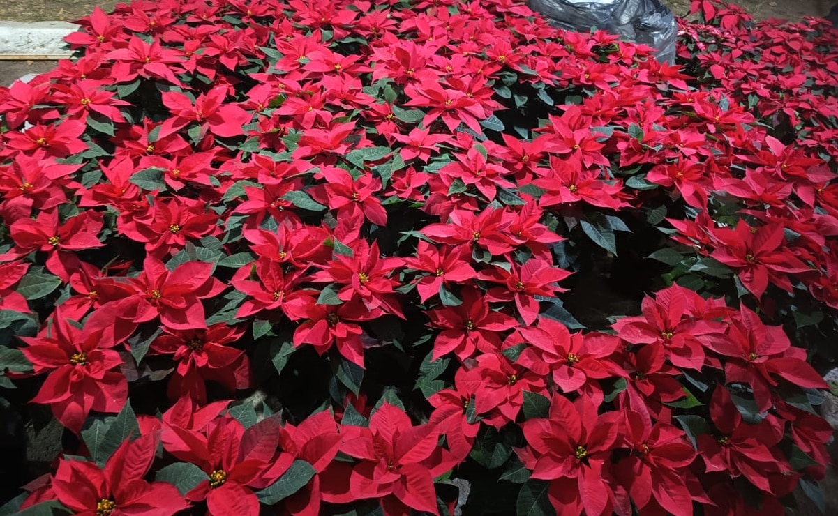 Llega la Feria de la Nochebuena al centro de San Luis; consulta horarios y precios 