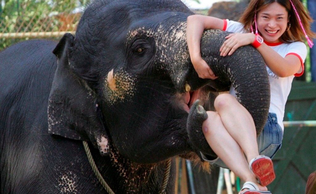 Turismo con animales: crueldad por una foto