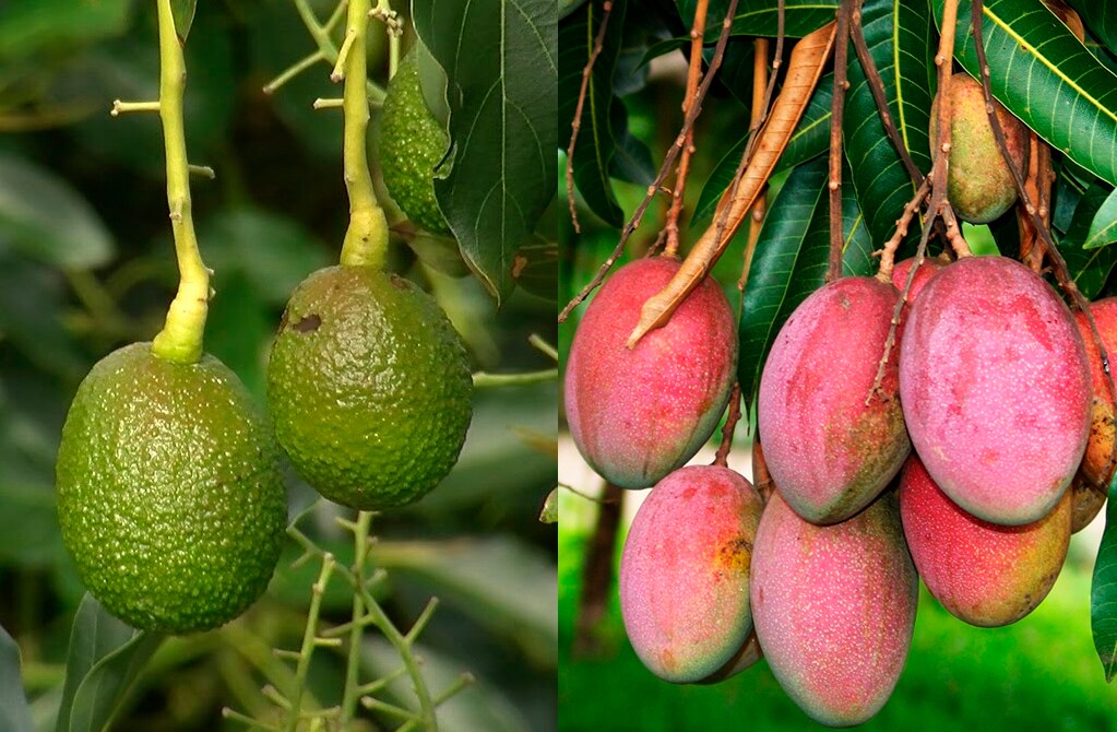 Mango y aguacate, el futuro de la agricultura en SLP: SEDARH