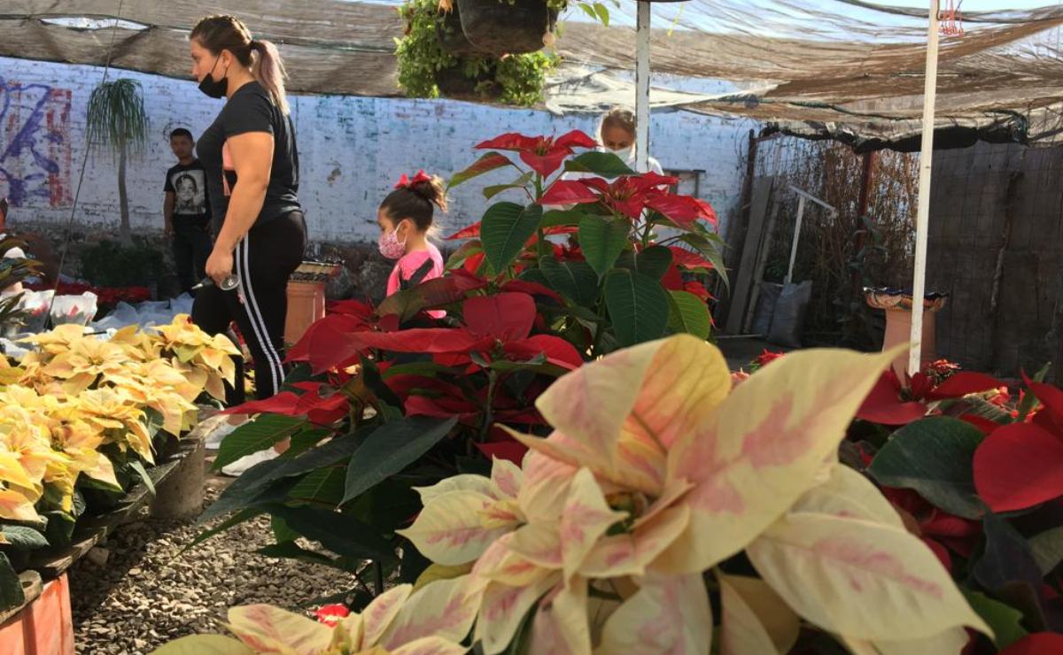 Crece venta de Nochebuena en Soledad por semáforo verde