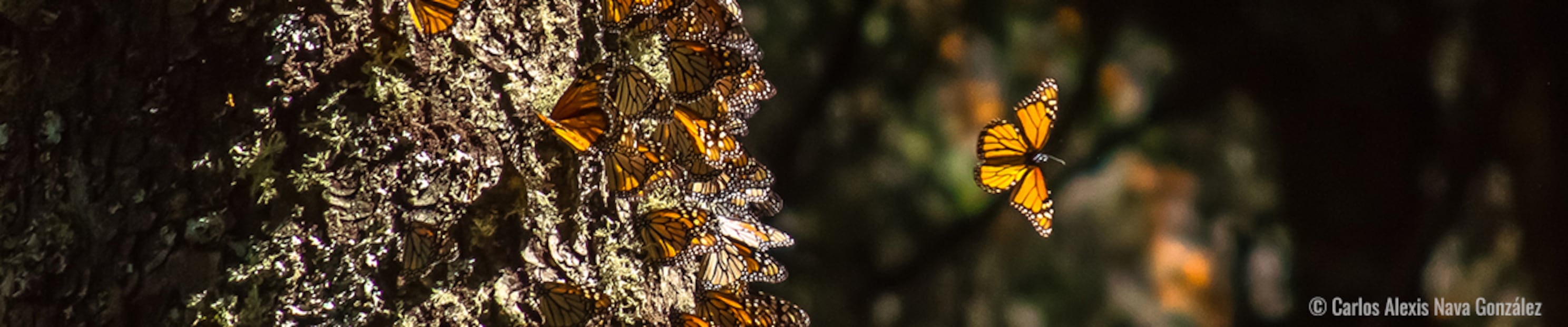 Foto: biodiversidad.gob.mx.