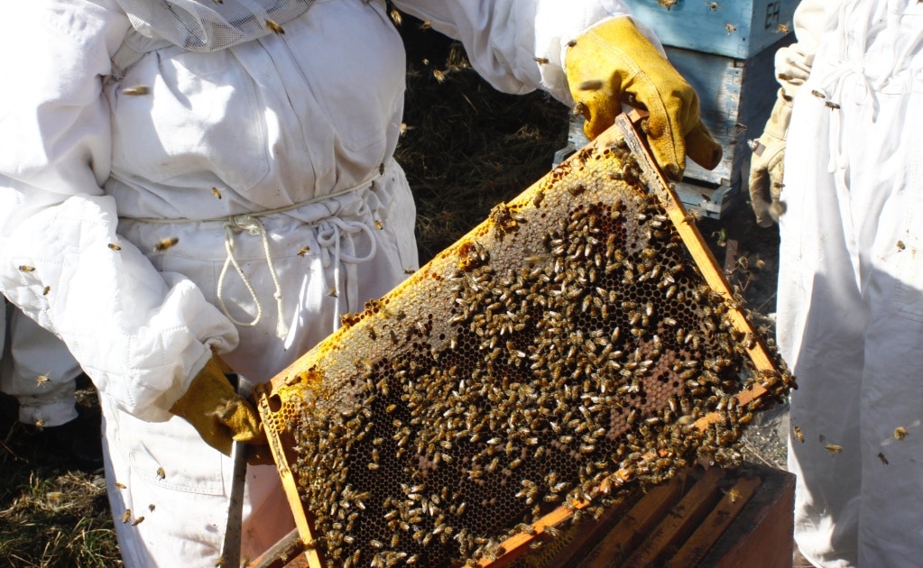 Titular de Segam pide a potosinos cuidar a las abejas; llama a no destruir panales