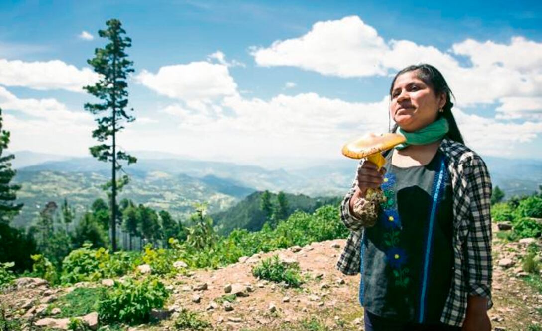 En Oaxaca enseñan a vivir de los hongos