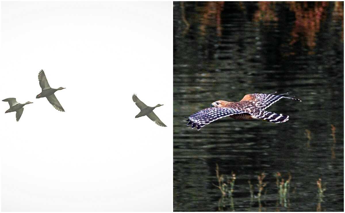 Aves migratorias llegan al parque Tangamanga durante el invierno
