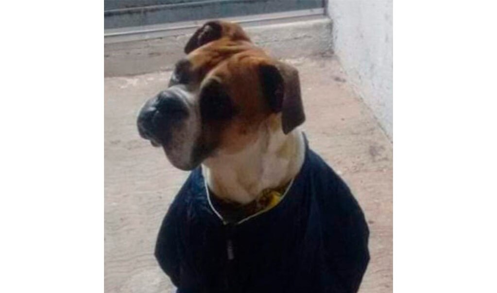 Piden justicia para perro que murió en festejos de año nuevo