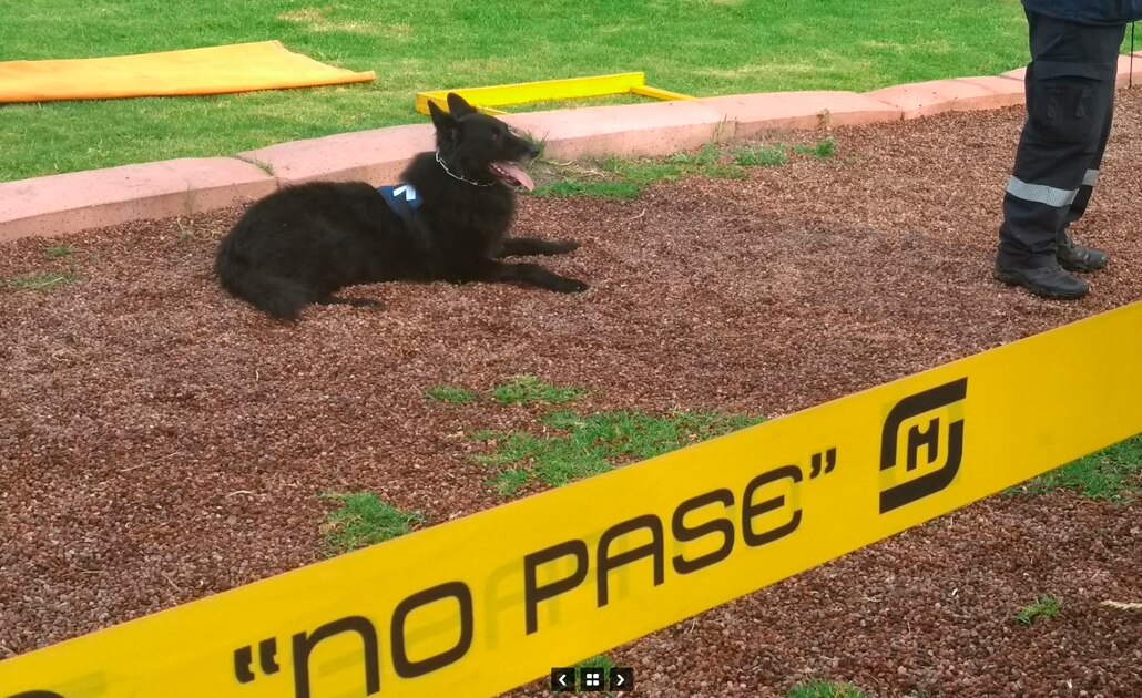 Can de la UNAM irá a Campeonato Mundial de Perros de Rescate