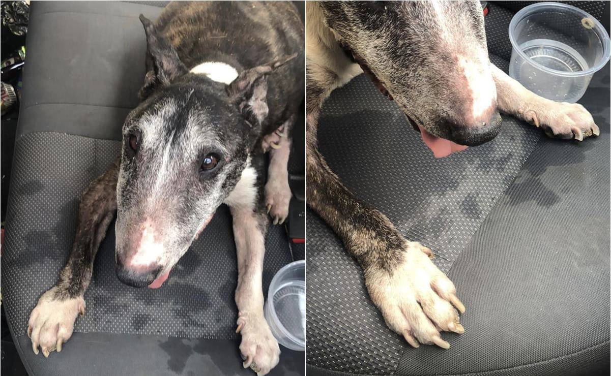 “Tai” estaba en malas condiciones, surge nueva versión sobre sacrificio de perrito en SLP