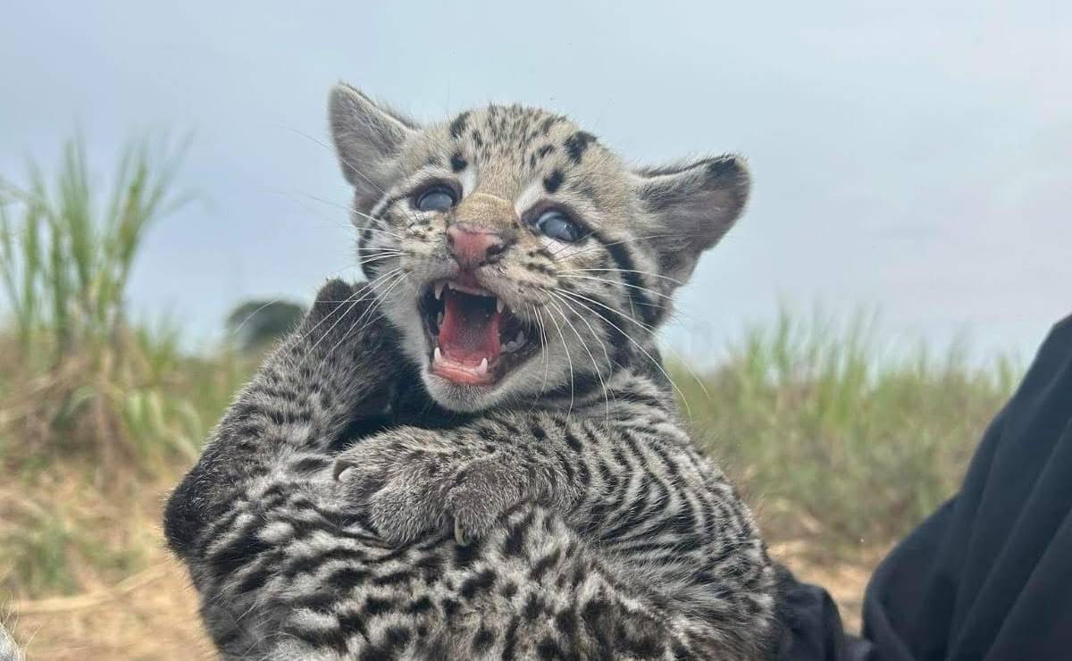Caza furtiva en la Huasteca Potosina: Un azote para las especies silvestres