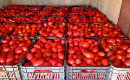 Busca Sedeco de SLP diversificar el mercado de hortalizas para disminuir el impacto arancelario al jitomate