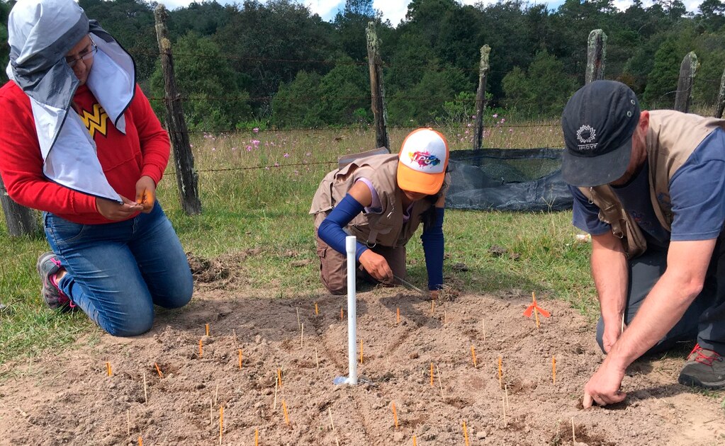 Tras incendios forestales, especialista recomienda acciones para iniciar recuperación