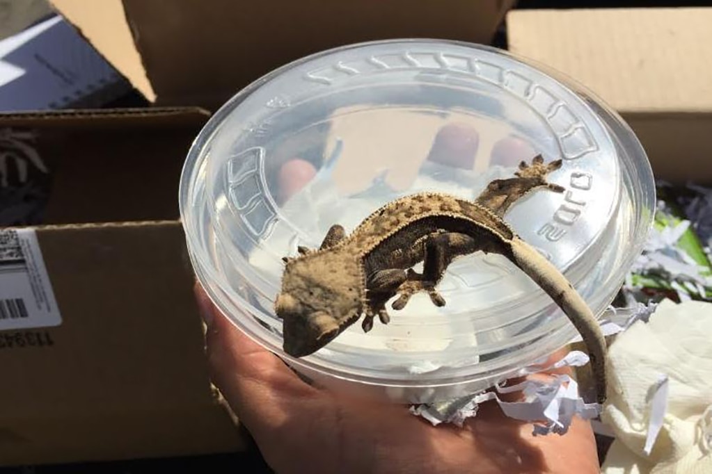 Aseguran 18 ejemplares de vida silvestre