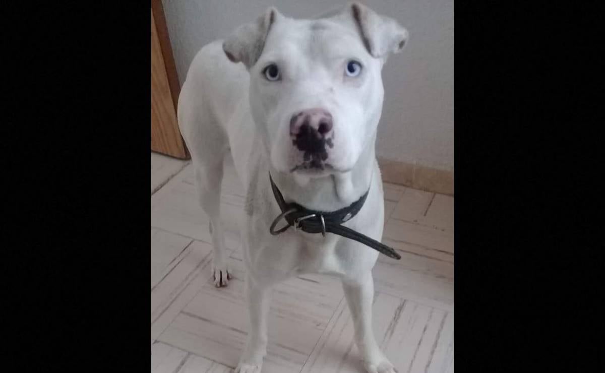 Sustraen en calles de SLP a perrita pitbull para peleas ilegales; Blanky fue dormida por la gravedad de sus heridas