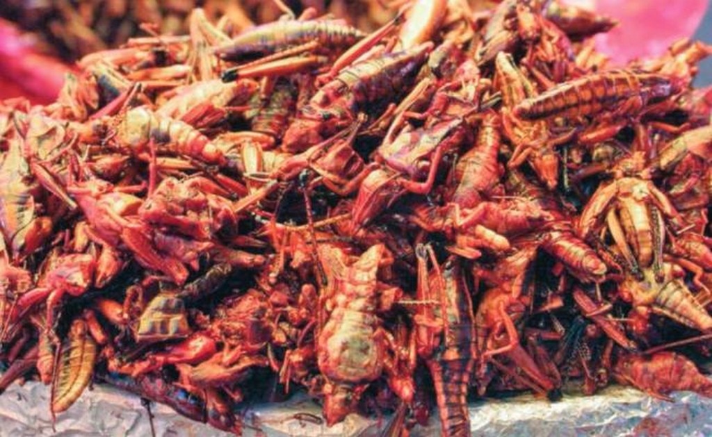 El chapulín de milpa, mejor que la carne