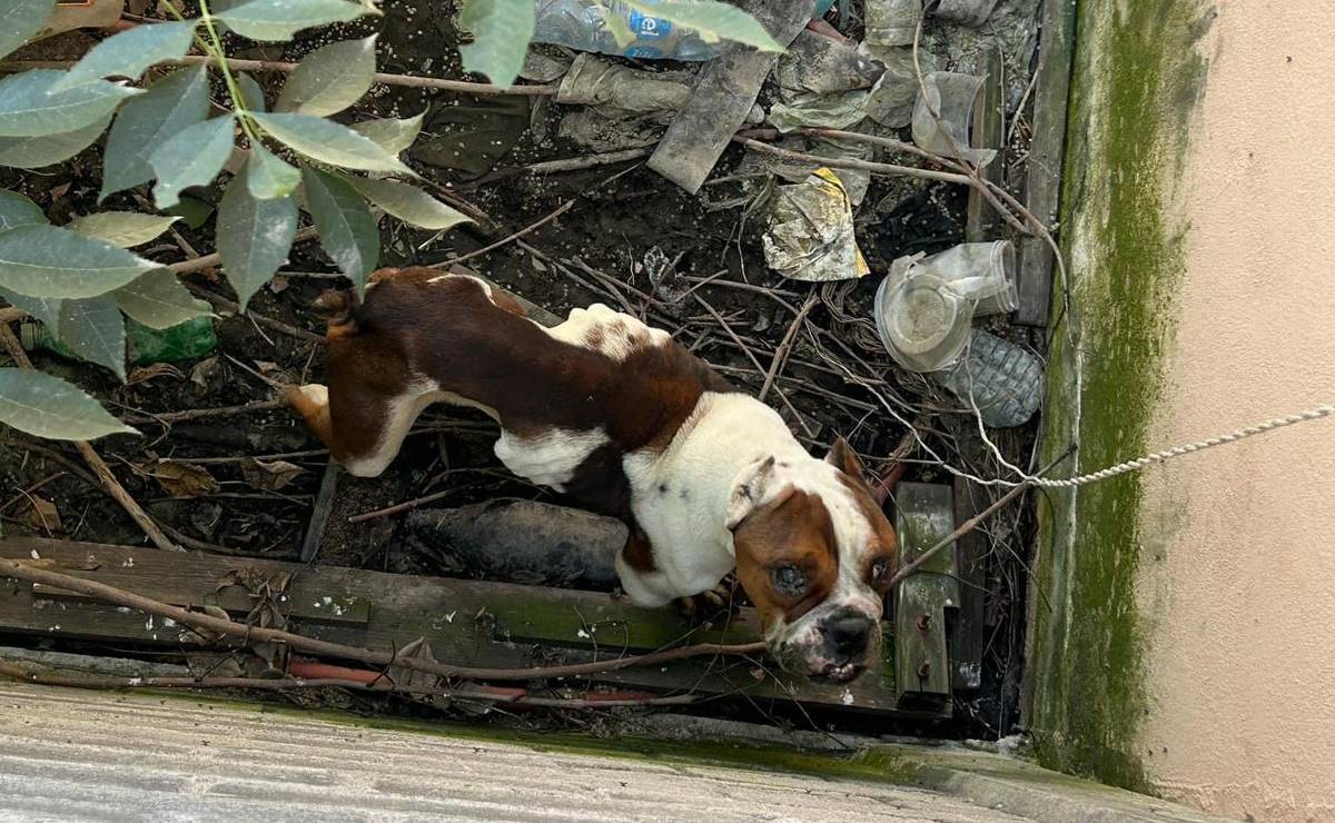 El can que vivía bajo condiciones de maltrato animal no pudo ser rescatado, ya que no había nadie en el predio. Foto: Especial